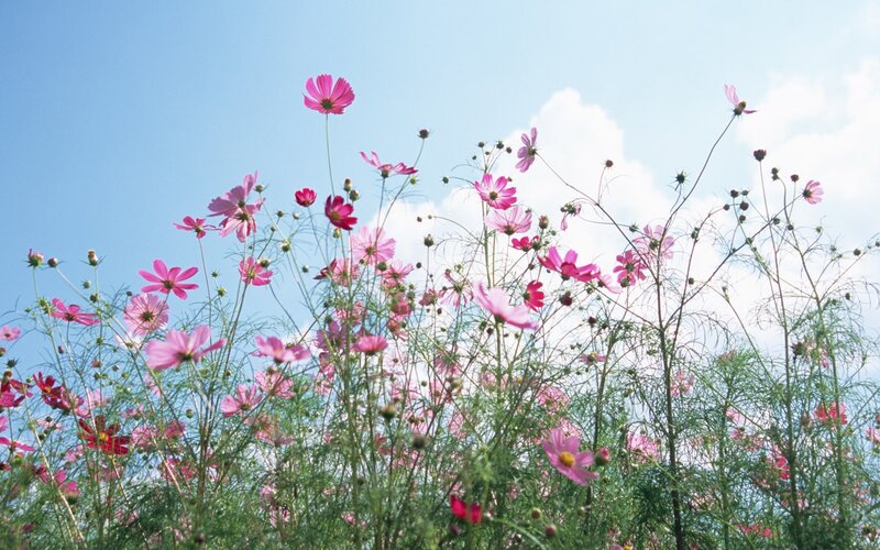 Pink cosmos flowers in a field