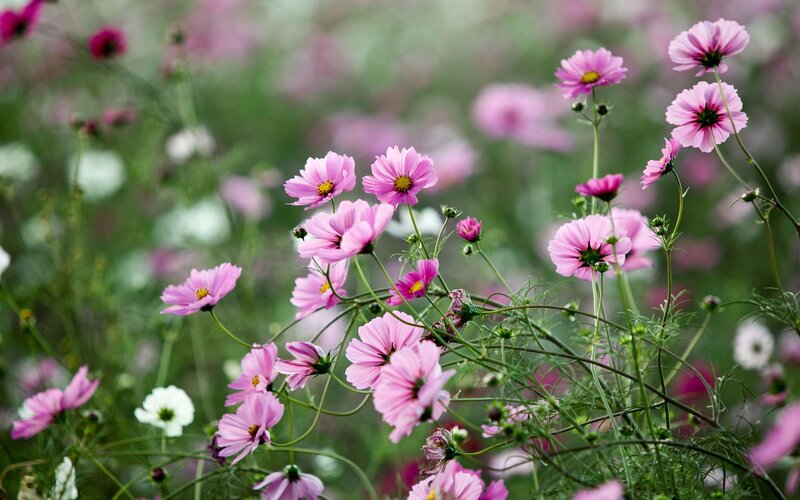 Pink cosmos flowers in a field