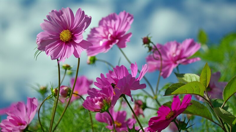 Pink cosmos flowers in a field