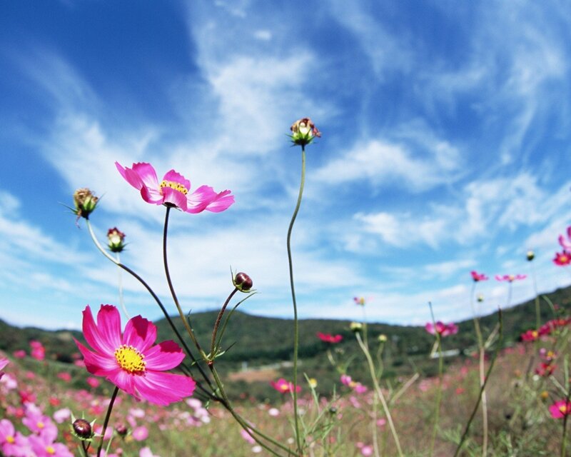 Pink cosmos flowers in a field