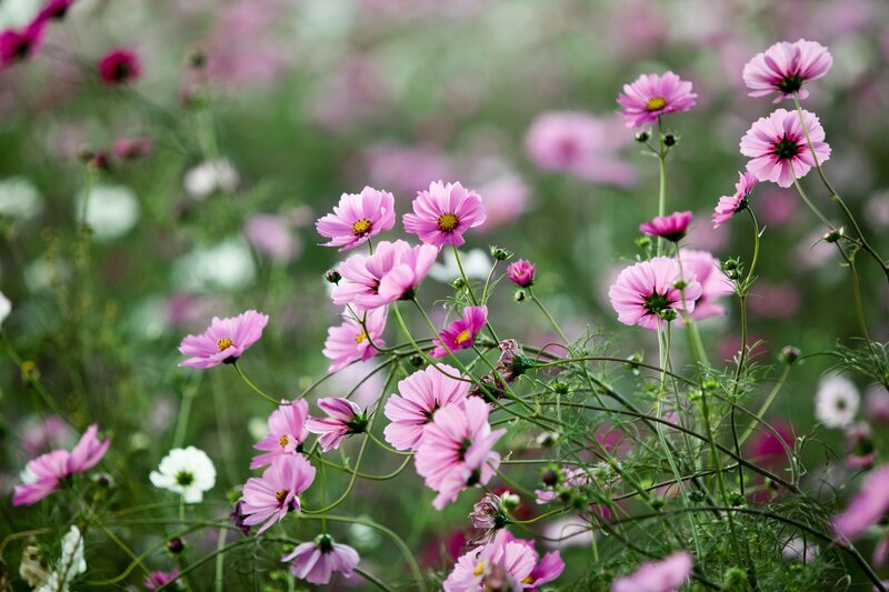 Pink cosmos flowers in a field