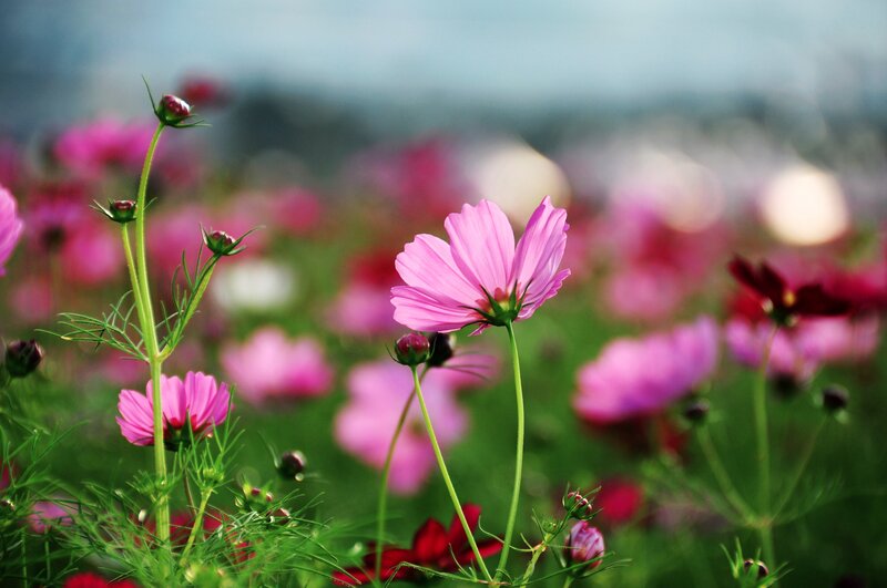 Pink cosmos flowers in a field