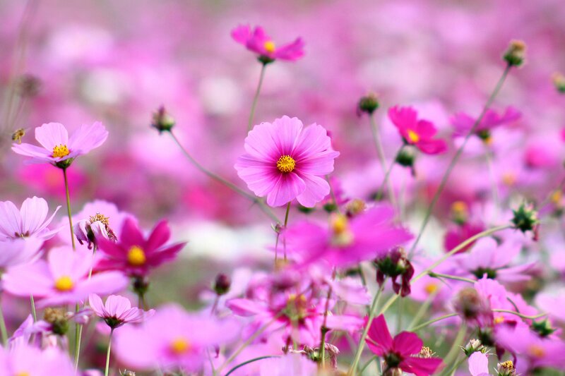 Pink cosmos flowers in a field