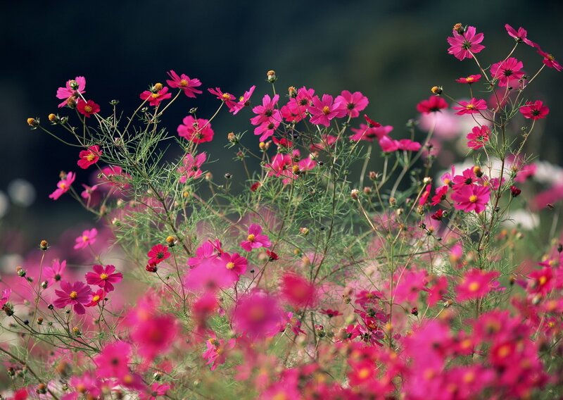 Pink cosmos flowers in a field