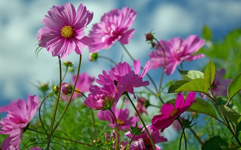 Pink cosmos flowers in a field