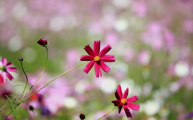 Pink cosmos flowers in a field