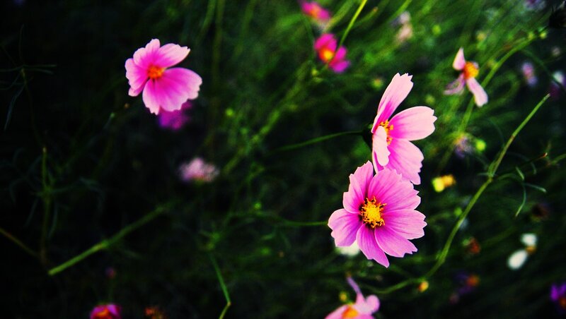pink cosmos flowers in a field