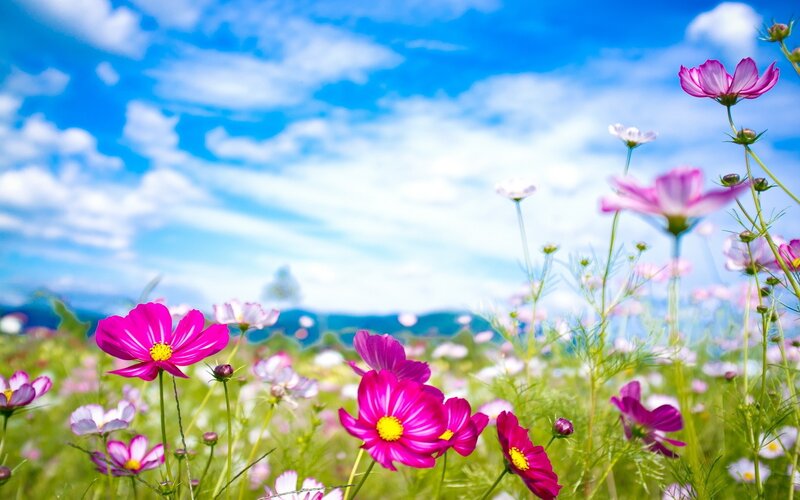 Pink cosmos flowers in a field