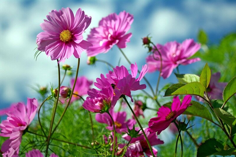 Pink cosmos flowers in a field