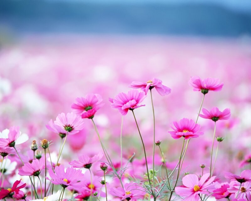Pink cosmos flowers in a field