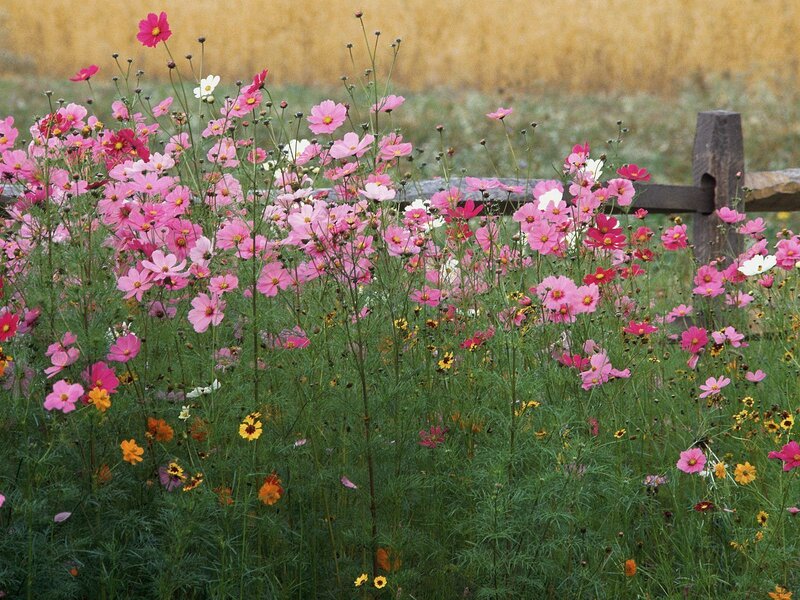 Pink cosmos flowers in a field