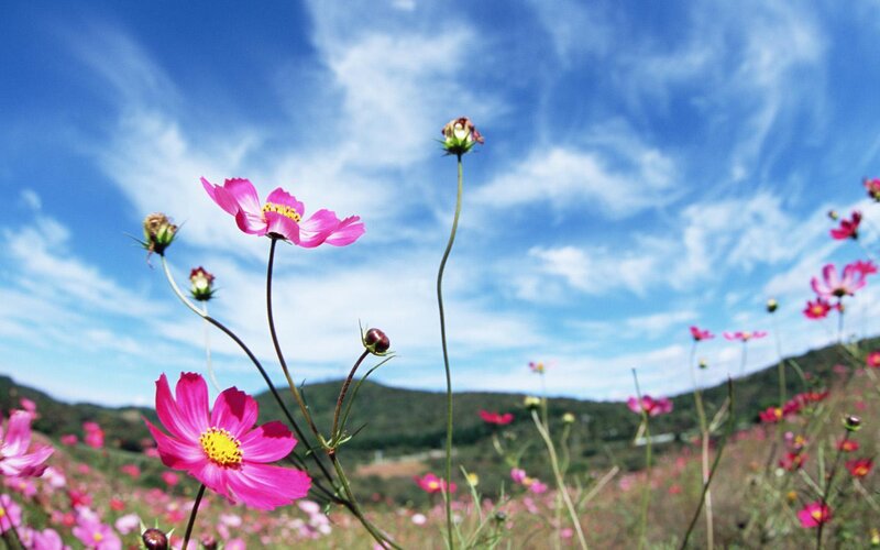 Pink cosmos flowers in a field