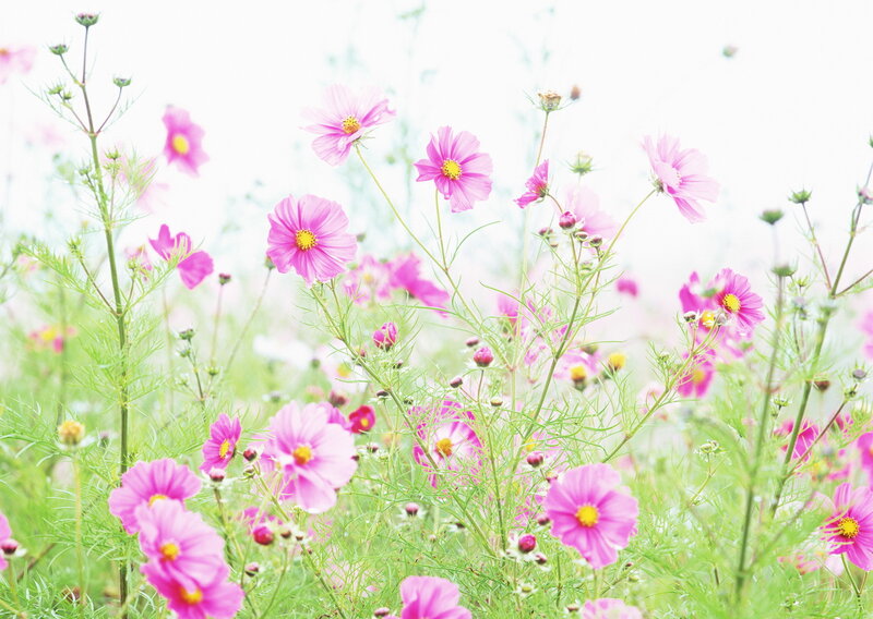 Pink cosmos flowers in a field