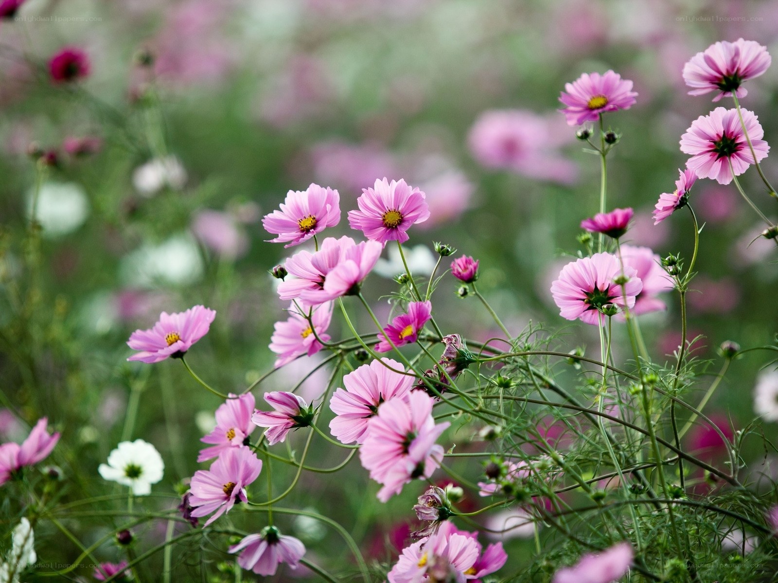 Pink cosmos flowers in a field