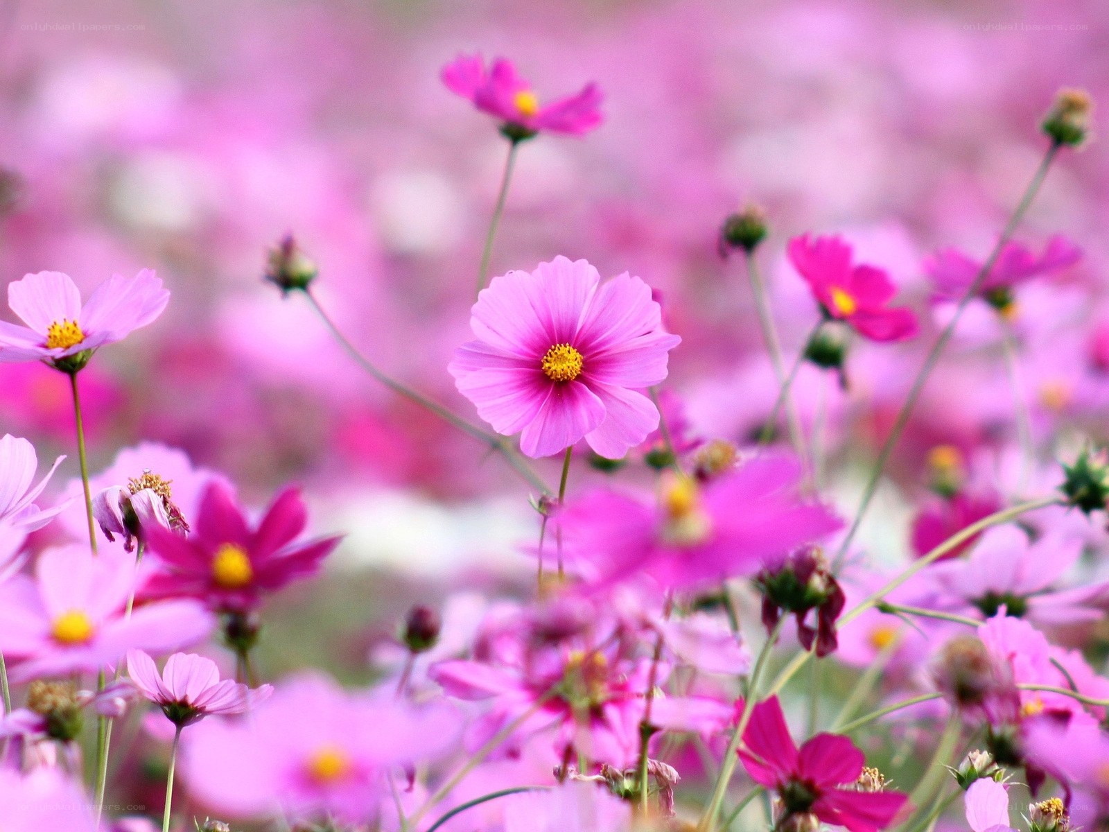 Pink cosmos flowers in a field