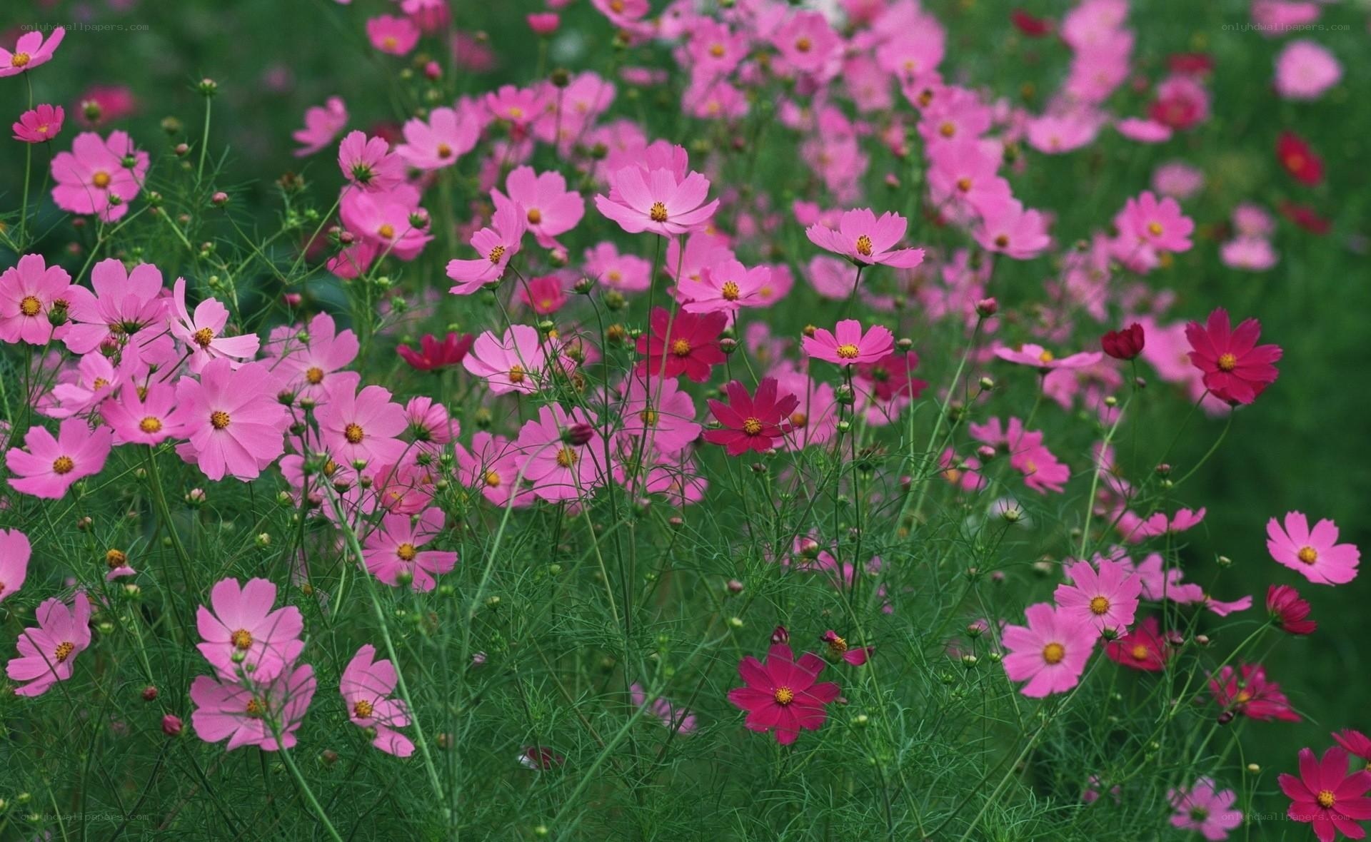 Pink cosmos flowers in a field
