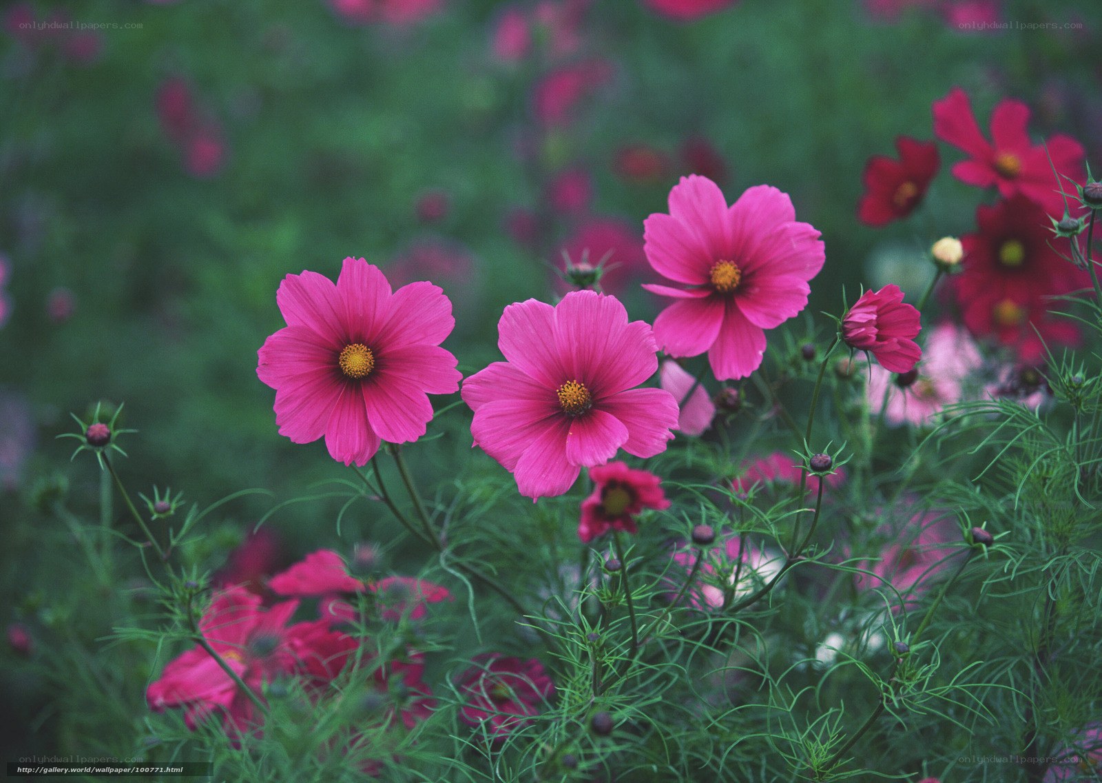 Pink cosmos flowers in a field
