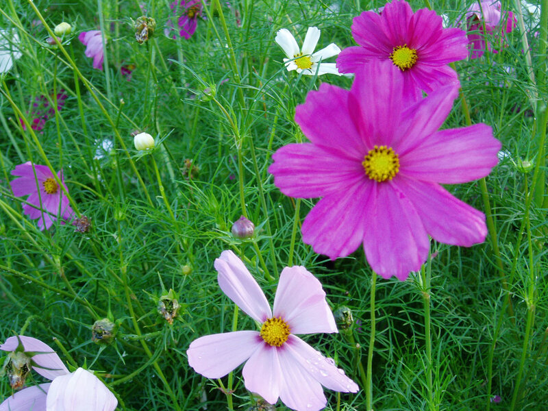 Pink cosmos flowers in a garden