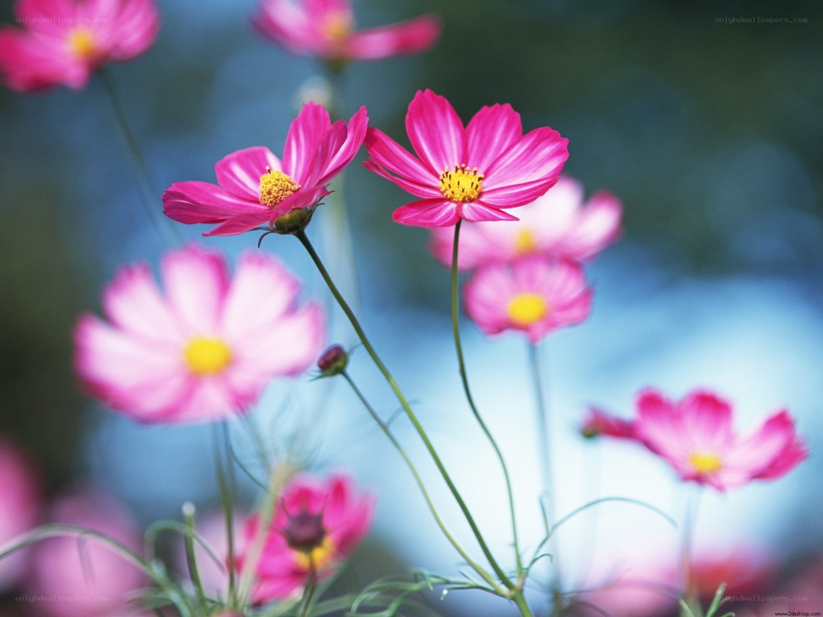 Pink cosmos flowers in bloom