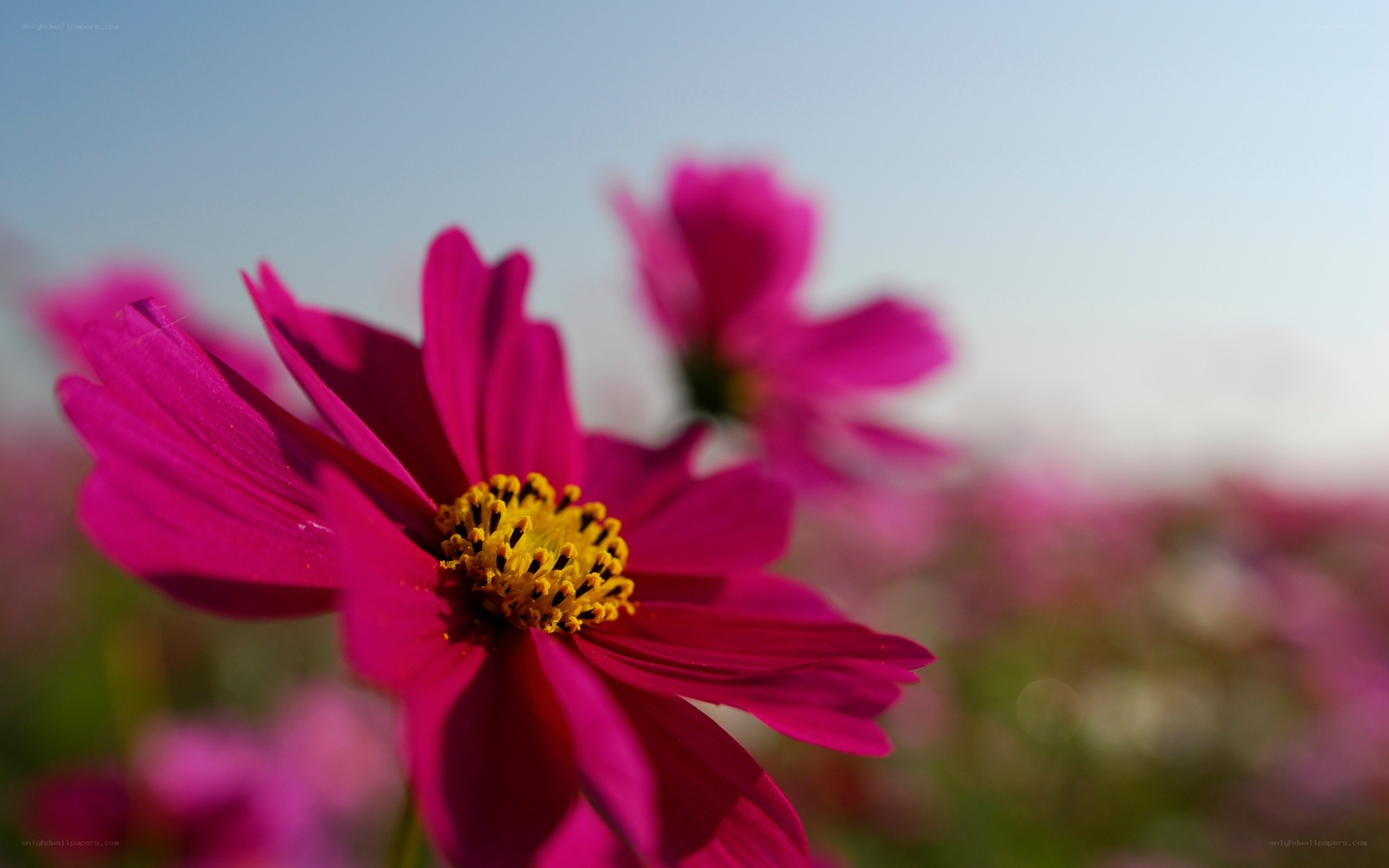Pink cosmos flowers in bloom