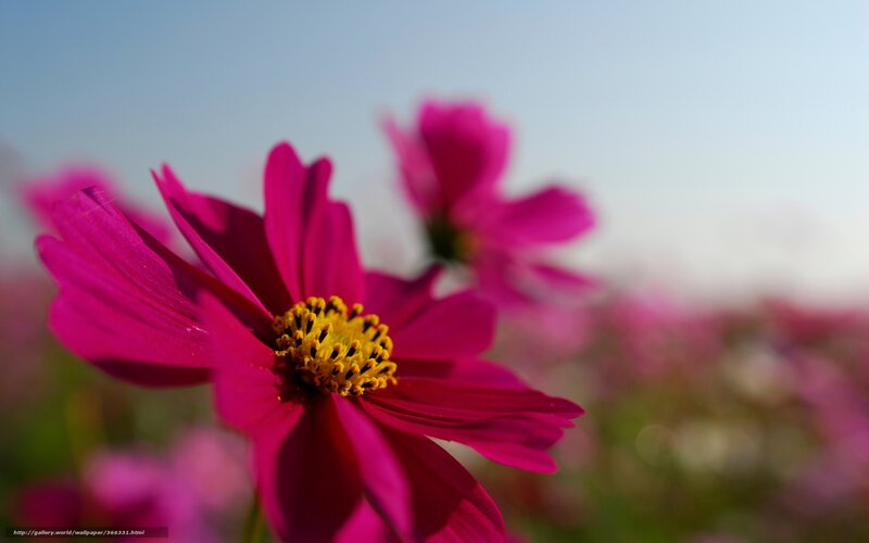 Pink cosmos flowers in bloom