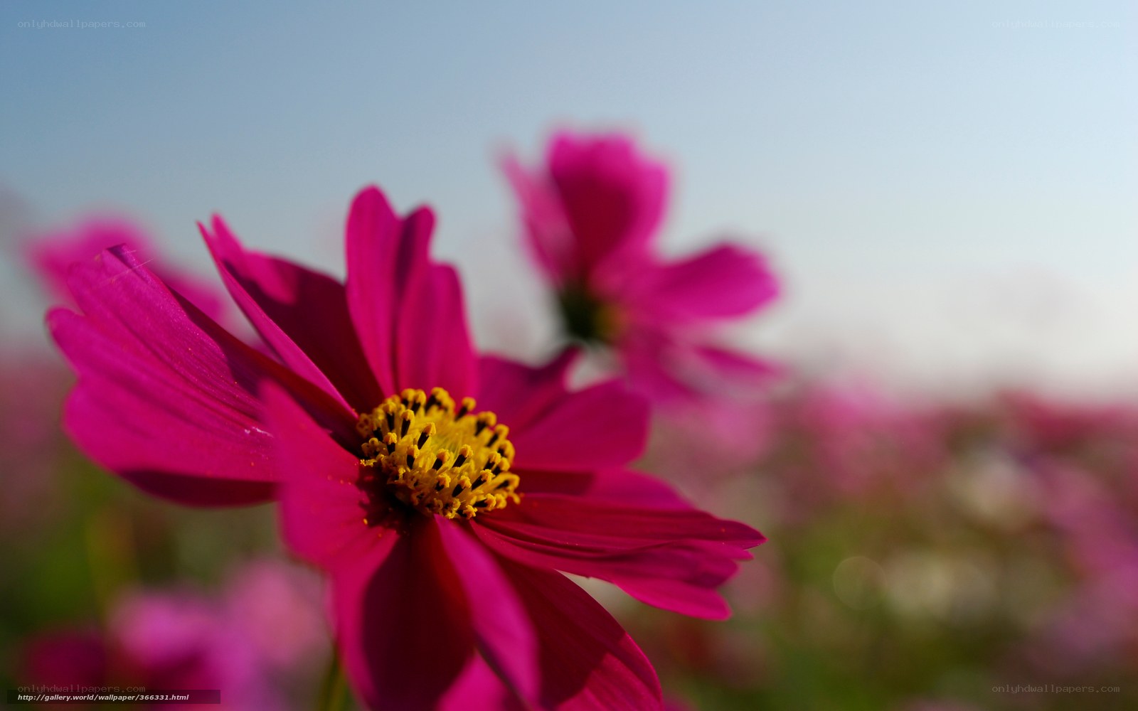 Pink cosmos flowers in bloom