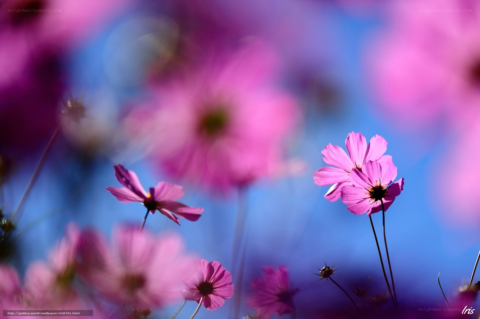 Pink cosmos flowers in bloom