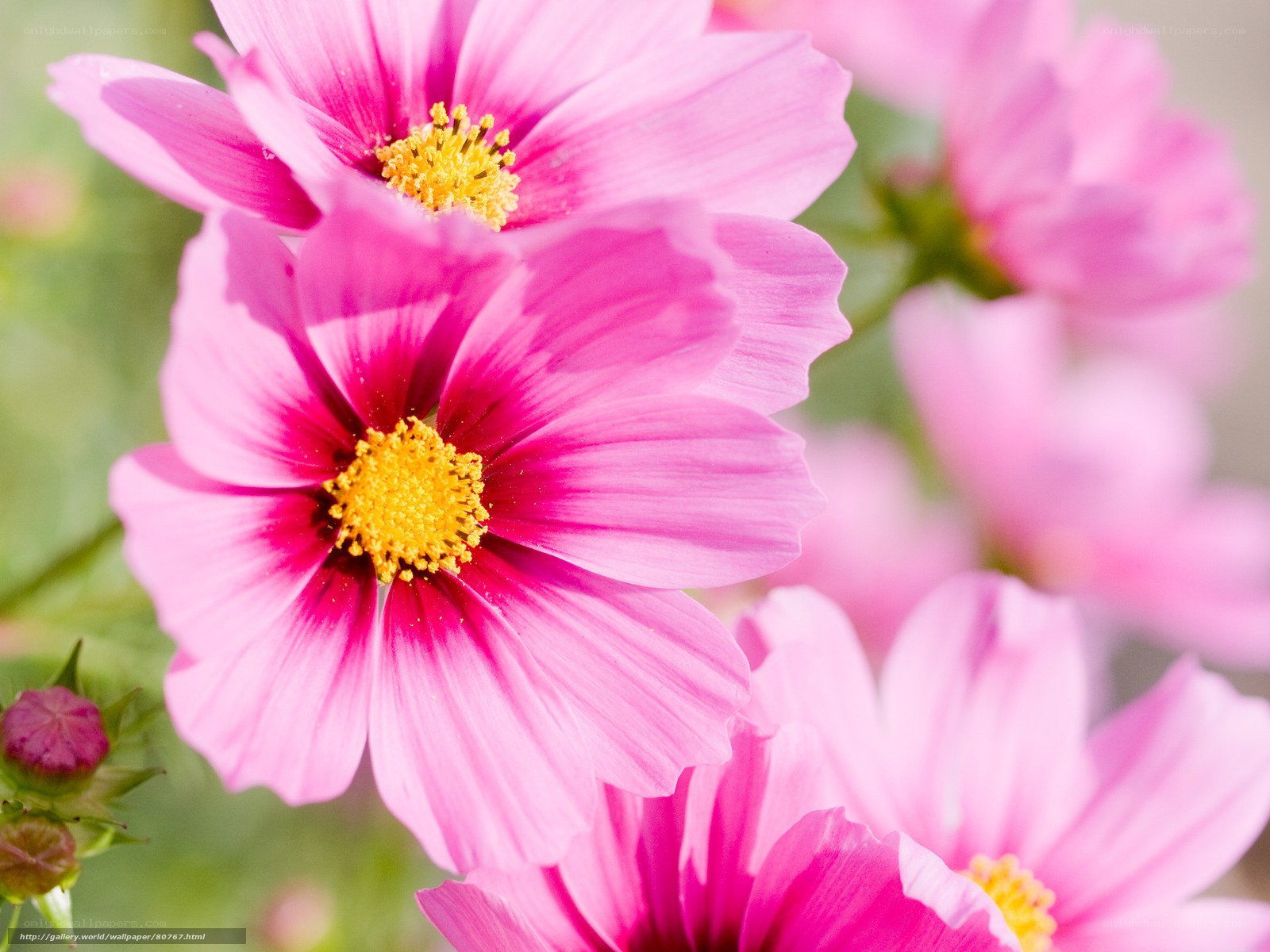 Pink cosmos flowers in bloom