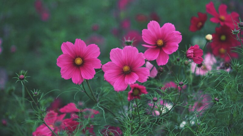 Pink cosmos flowers in garden