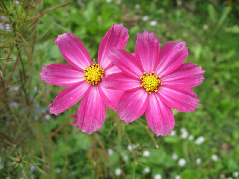 Pink cosmos flowers in garden