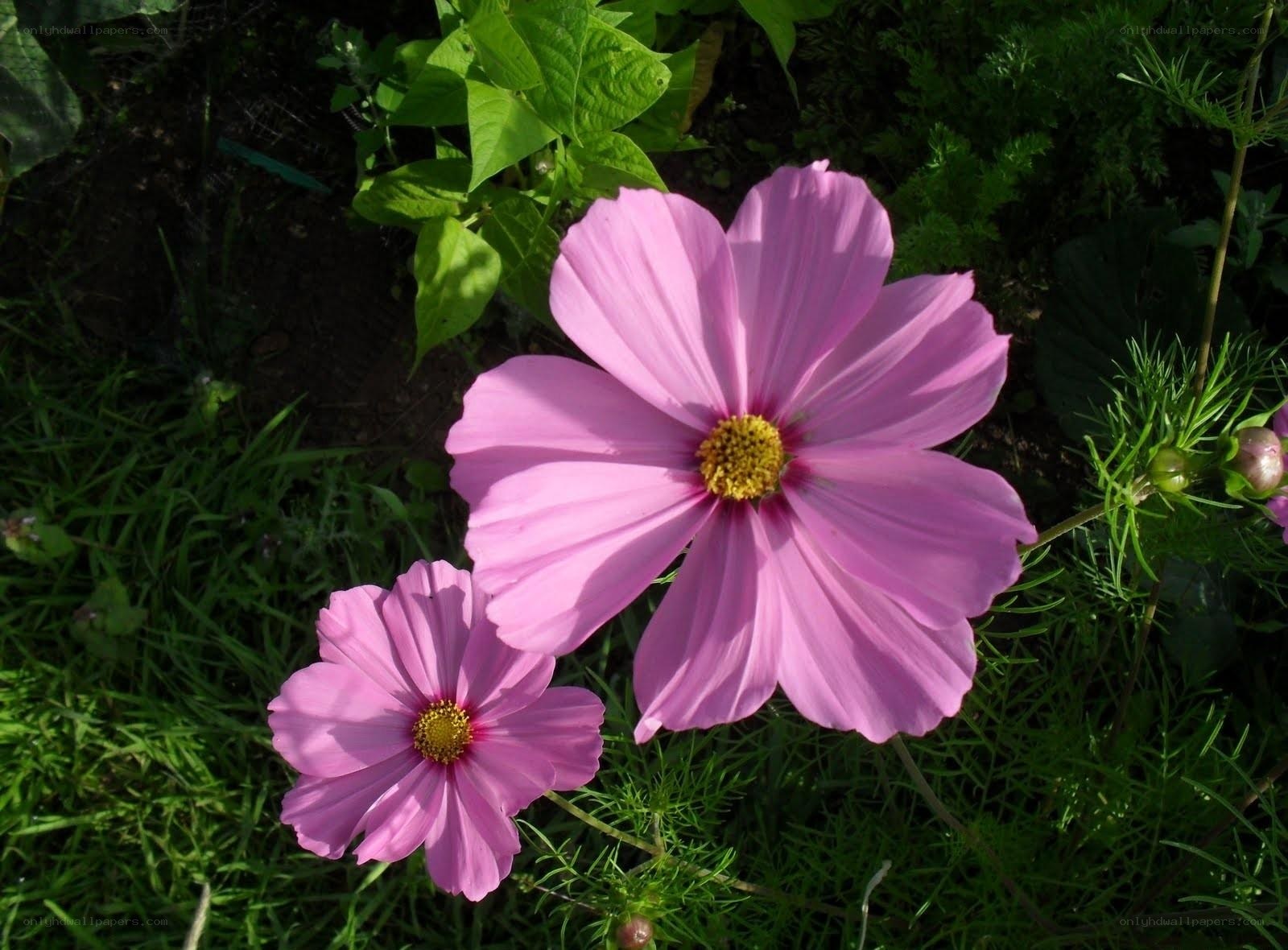 Pink cosmos flowers in garden