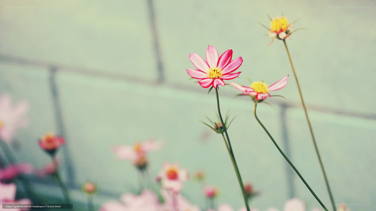Pink cosmos flowers in soft focus
