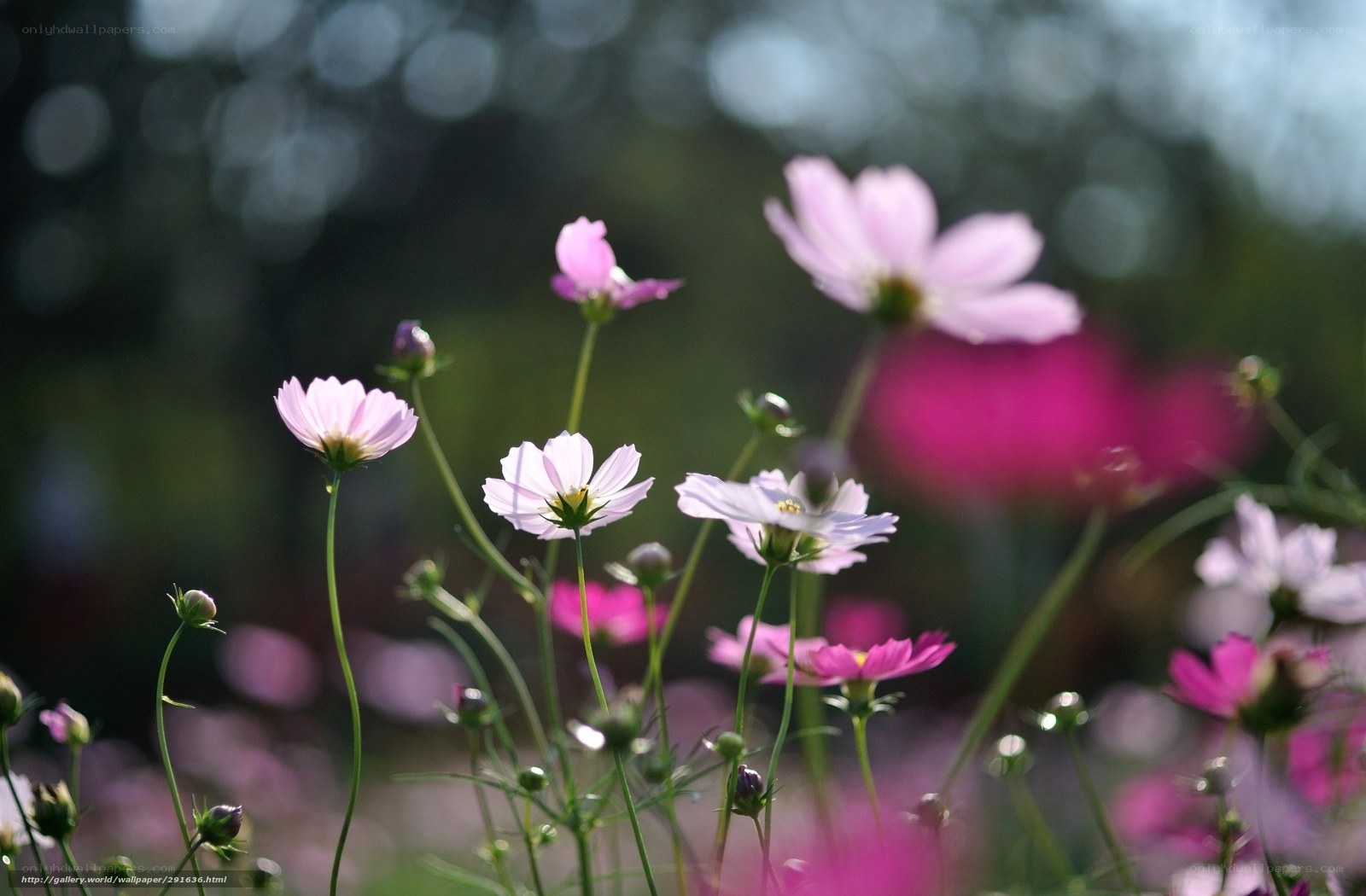 Pink cosmos flowers in sunlight
