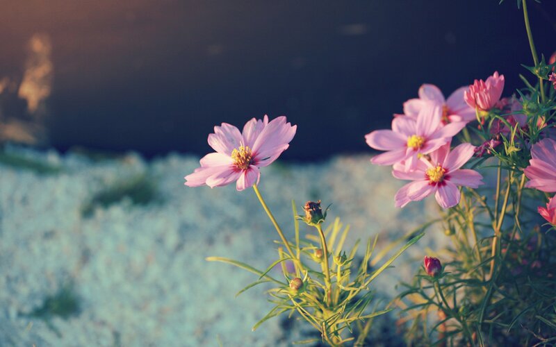 Pink cosmos flowers in sunlight