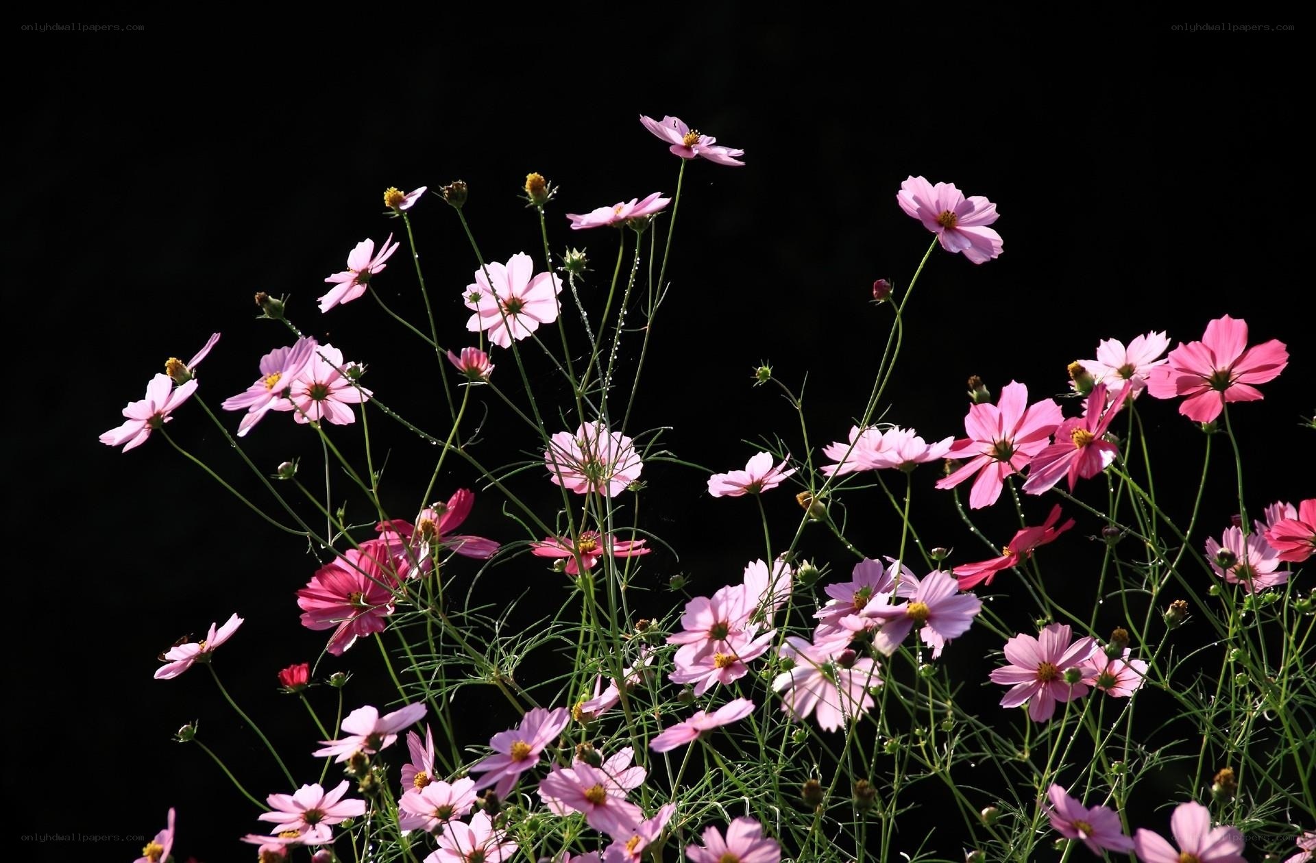 Pink cosmos flowers in sunlight