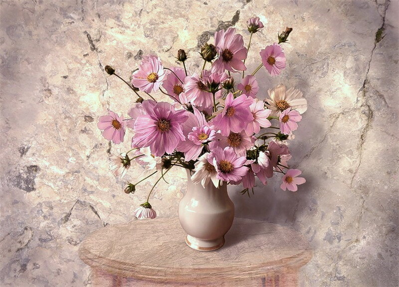 Pink Cosmos Flowers in Vase