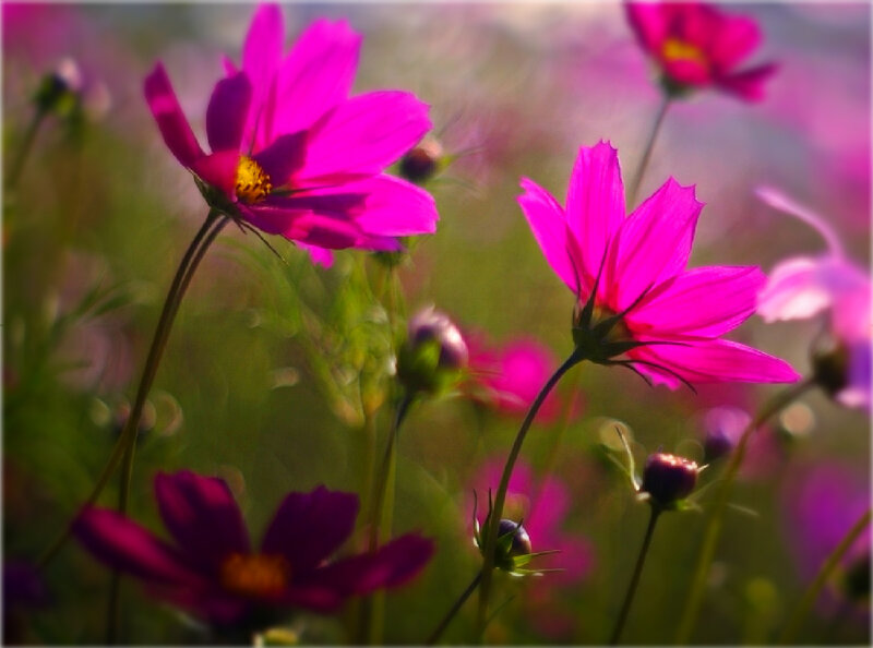 Pink Cosmos Flowers — Magenta