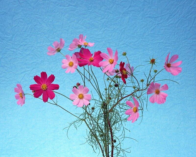 Pink cosmos flowers on blue