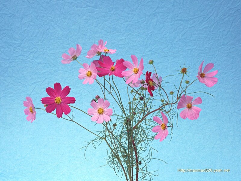 Pink cosmos flowers on blue