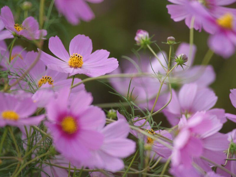Pink Cosmos Flowers — Purple, Calm