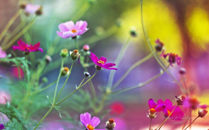 Pink Cosmos Flowers — Purple, Serene, Afternoon, Photograph, Buds