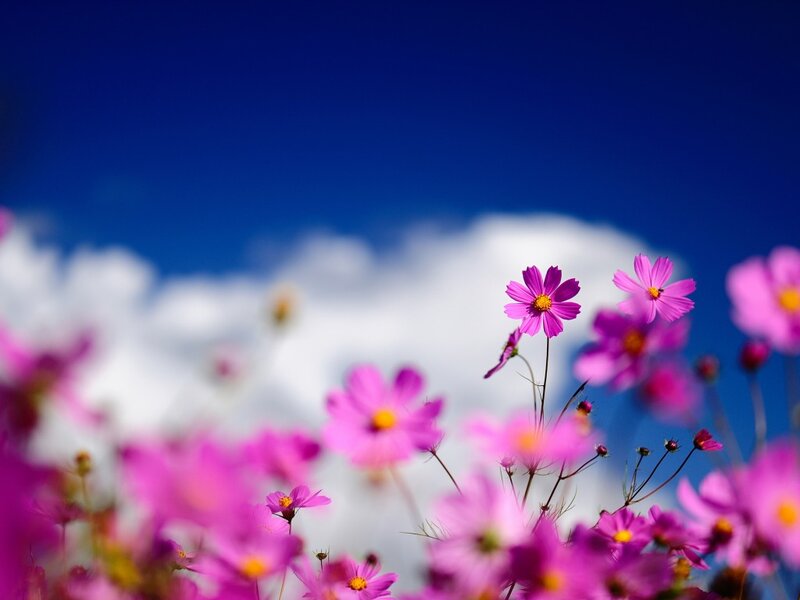 Pink Cosmos Flowers — Purple, Serene, Afternoon, Photograph, Sky, Clouds