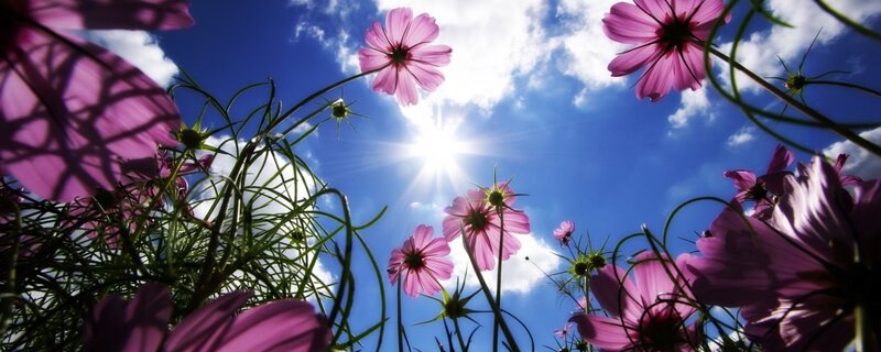 Pink Cosmos Flowers — Purple, Serene, Afternoon, Photograph, Sun, Sky