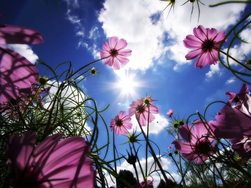 Pink Cosmos Flowers — Purple, Serene, Afternoon, Photograph