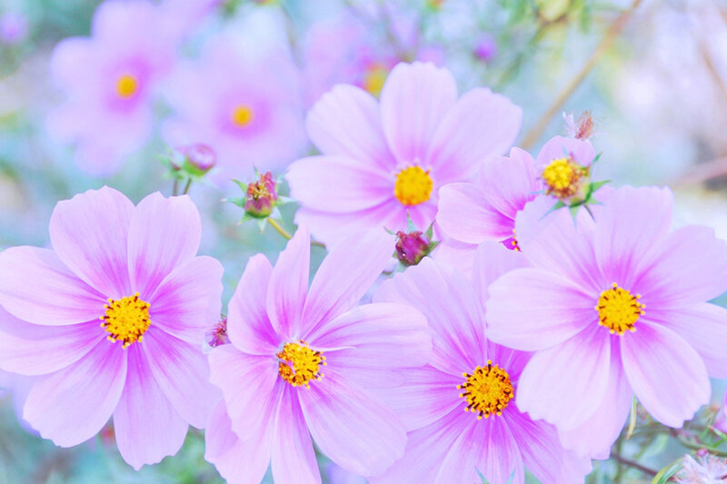 Pink Cosmos Flowers — Purple, Serene, Spring