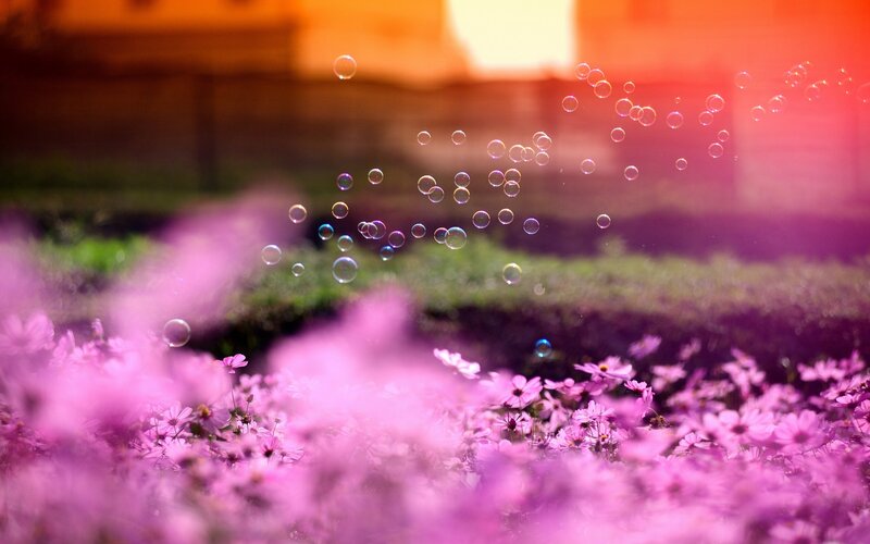 Pink Cosmos Flowers — Purple, Serene, Sunset