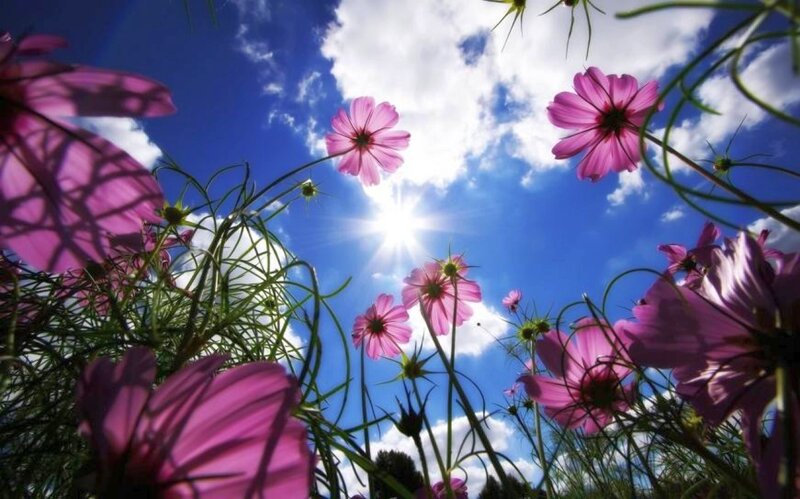 Pink Cosmos Flowers — Purple, Serene