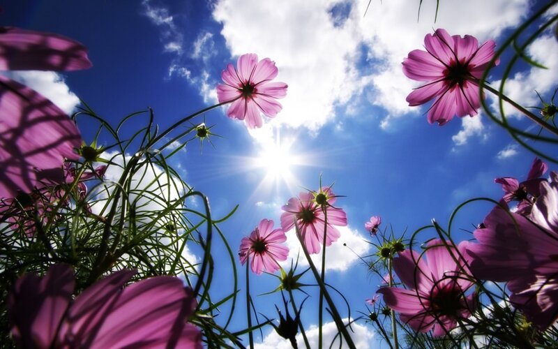 Pink Cosmos Flowers — Purple