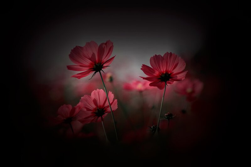 Pink Cosmos Flowers — Red, Dramatic