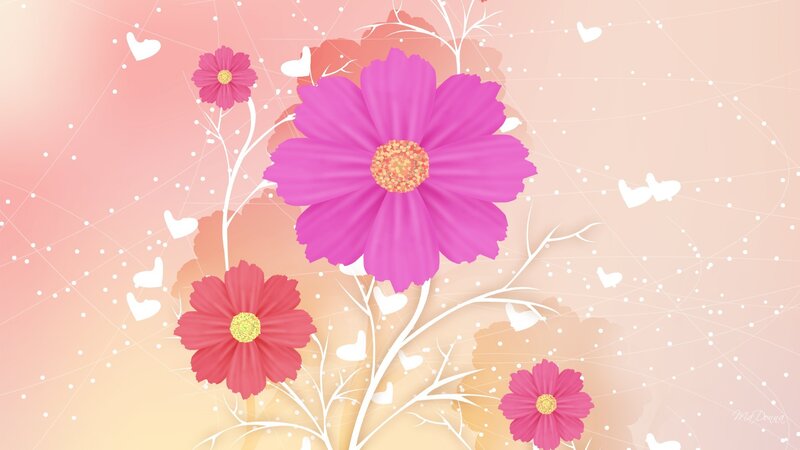 Pink Cosmos Flowers — Romantic